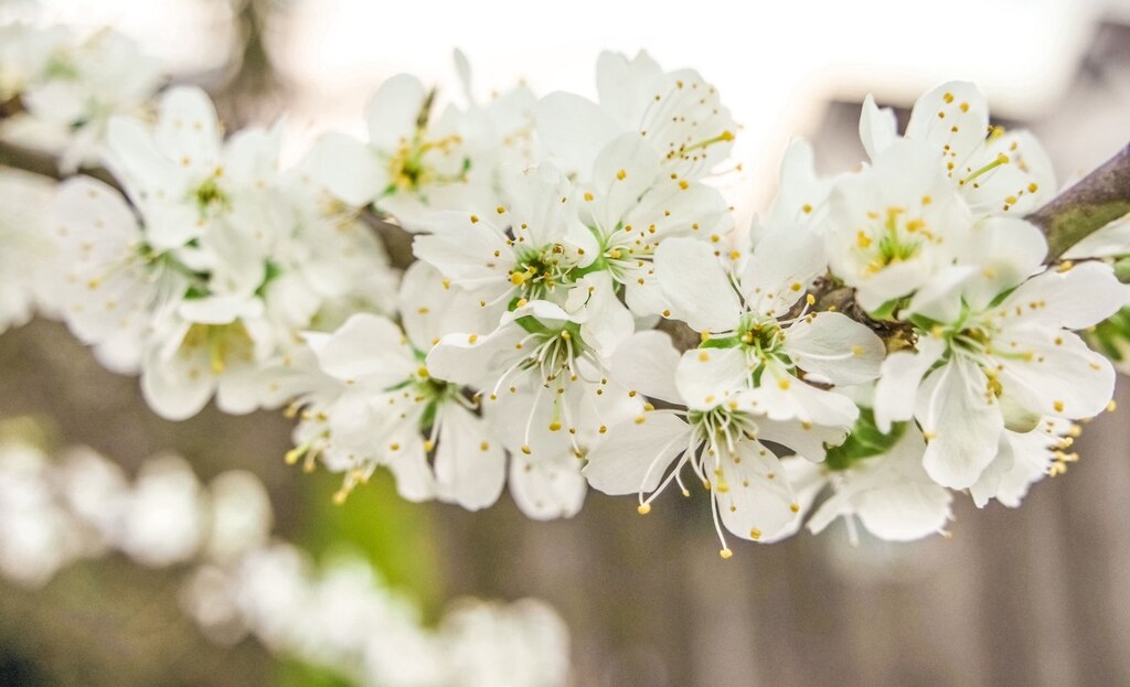 Árvore de ameixa com florescimento simbolizando os festivais japoneses